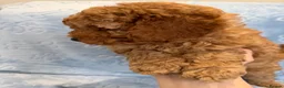 Toy Poodle dogs for sale: Beautiful health tested toy poodles  - Advert 34