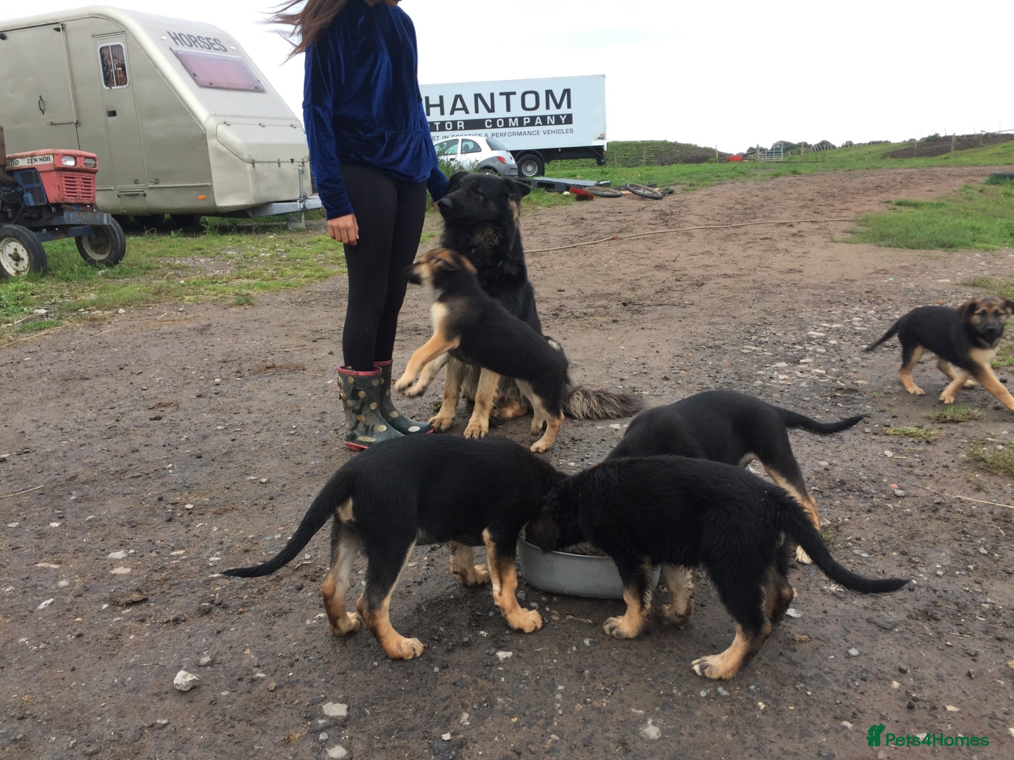 German Shepherd dogs German Shepherd Puppies  - Advert 1