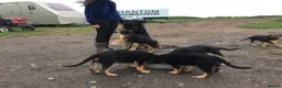 German Shepherd dogs for sale: German Shepherd Puppies  - Advert 1