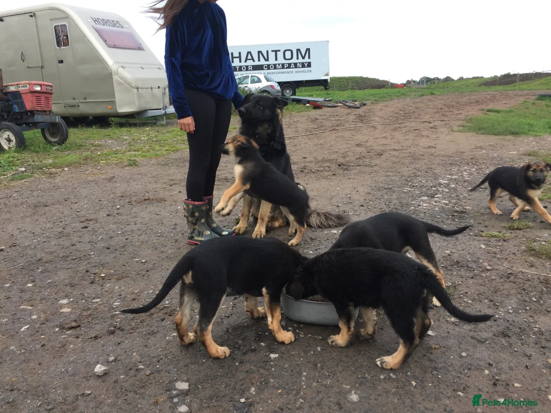 German Shepherd dogs for sale: German Shepherd Puppies  - Advert 1