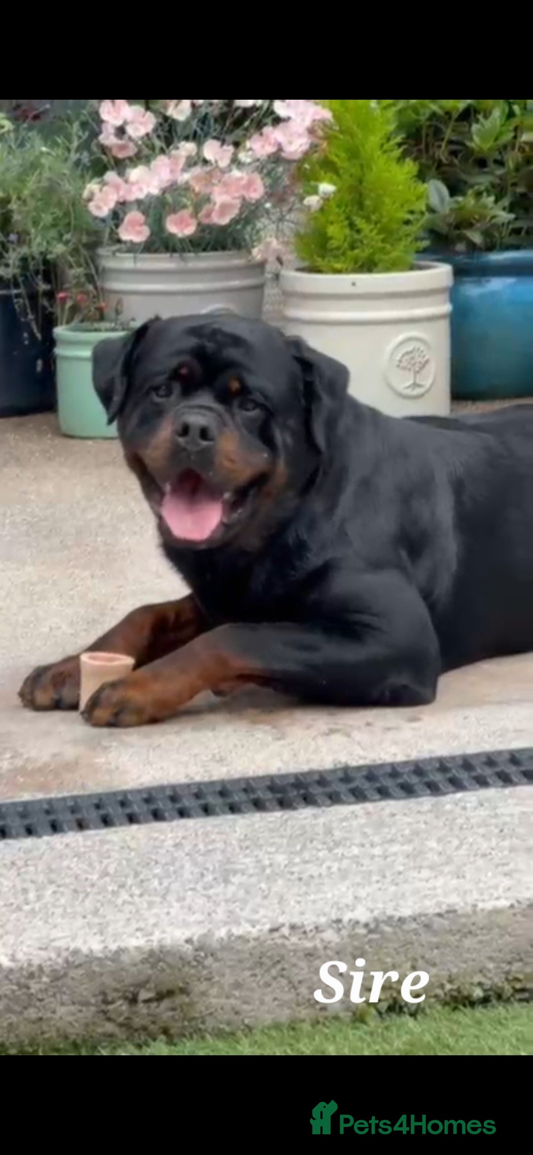 Rottweiler dogs for sale: Elite German Bloodline Rottweiller Puppies - Image 2