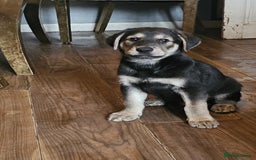 Mixed Breed dogs for sale: German sheperd x lab  - Advert 4