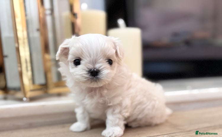 Maltese dogs - Advert 1