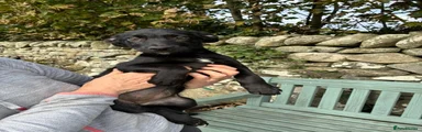 Borador 4