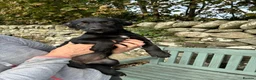 Borador dogs for sale: Borador puppies in Talybont - Advert 7