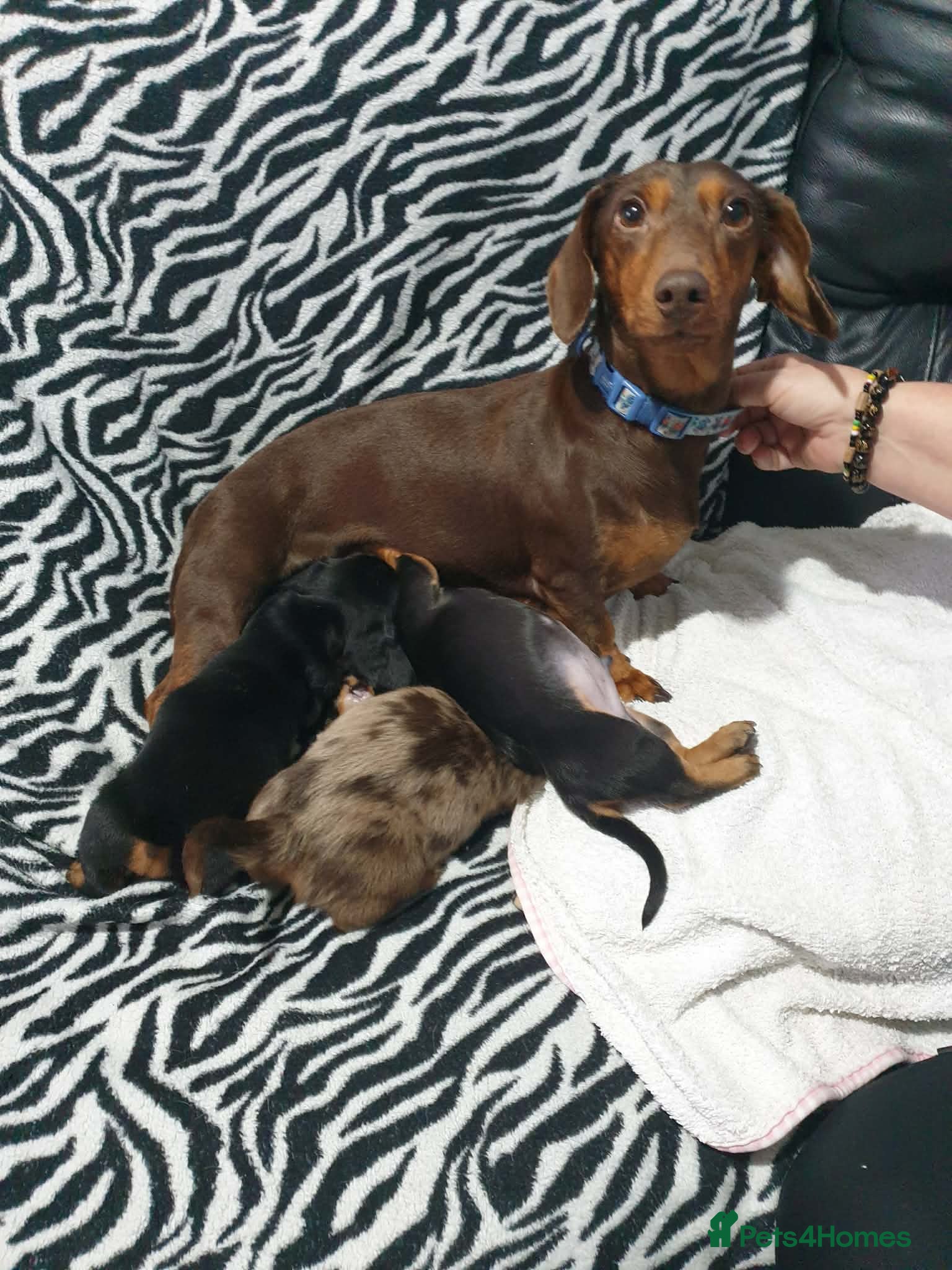 Dachshund dogs Dachshund puppies  - Advert 9