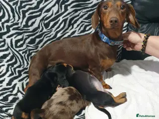 Dachshund dogs Dachshund puppies - Advert 1