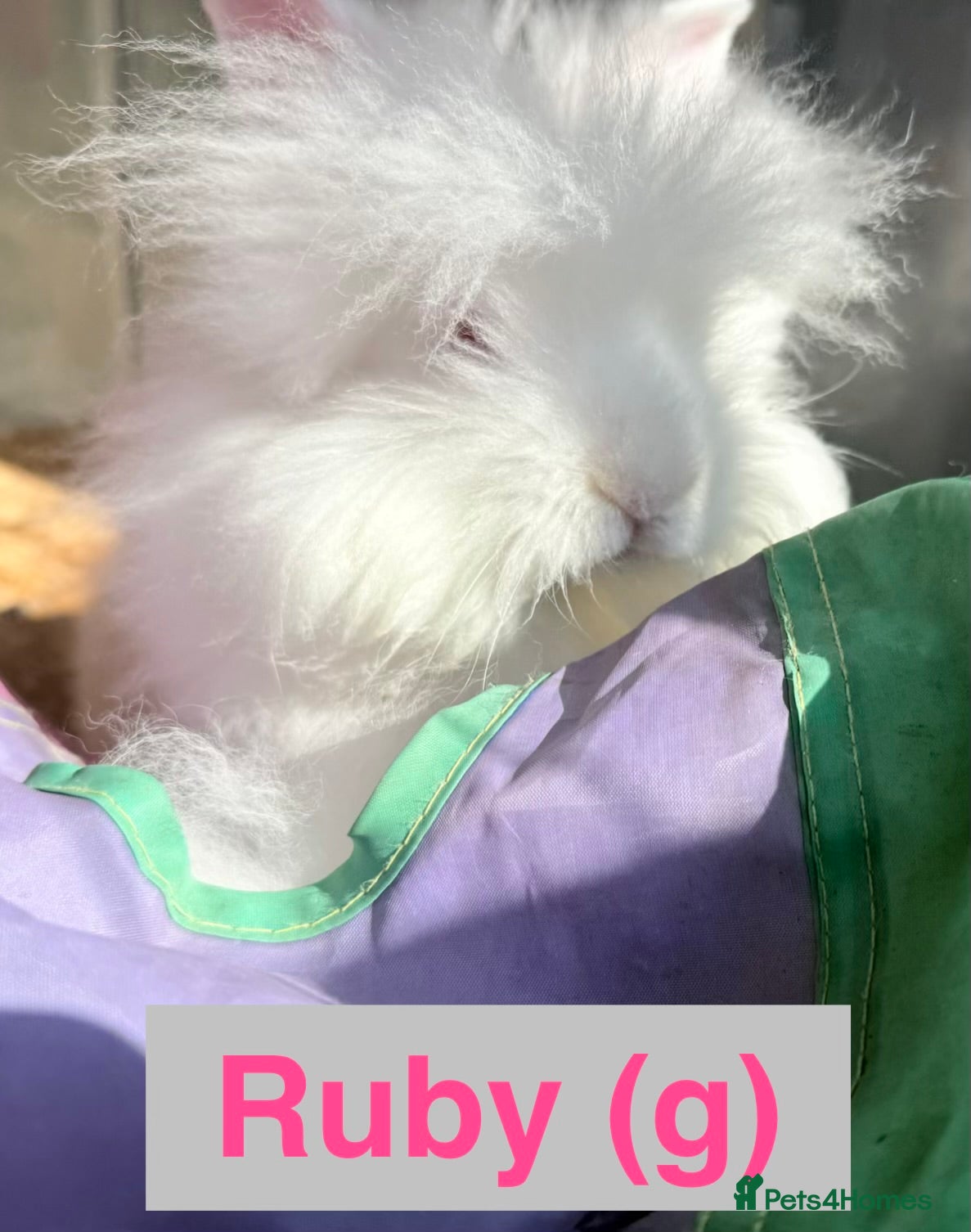 Lionhead rabbits Double Maned Lionheads - READY NOW  - Advert 6