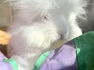 Lionhead rabbits Double Maned Lionheads - READY NOW - Advert 6