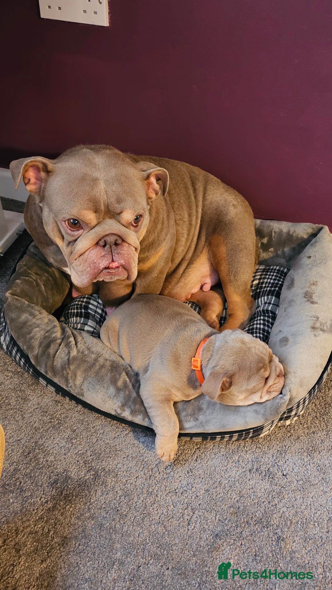 English Bulldog dogs for sale:  English Bulldogs - Advert 6