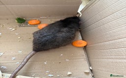 Rat rodents for sale: 3 male rats and massive amount of accessories  - Image 24