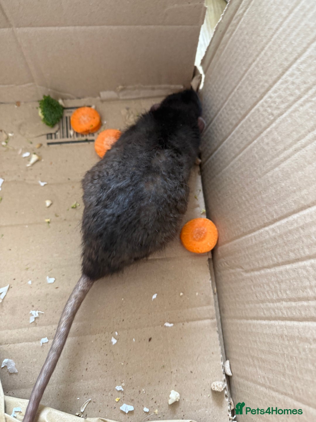 Rat rodents for sale: 3 male rats and massive amount of accessories  - Image 24