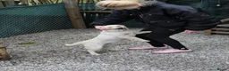 Mixed Breed dogs for adoption: ❤️🐶 LAIMA – HOW IS THIS WONDERFUL GIRL WAITING - Advert 20
