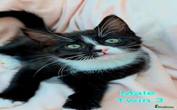 Mixed Breed cats for sale: Maine Coon Cross Kittens Still Available!! - Image 13
