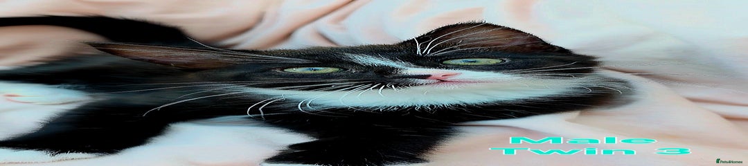Mixed Breed Kitten 5