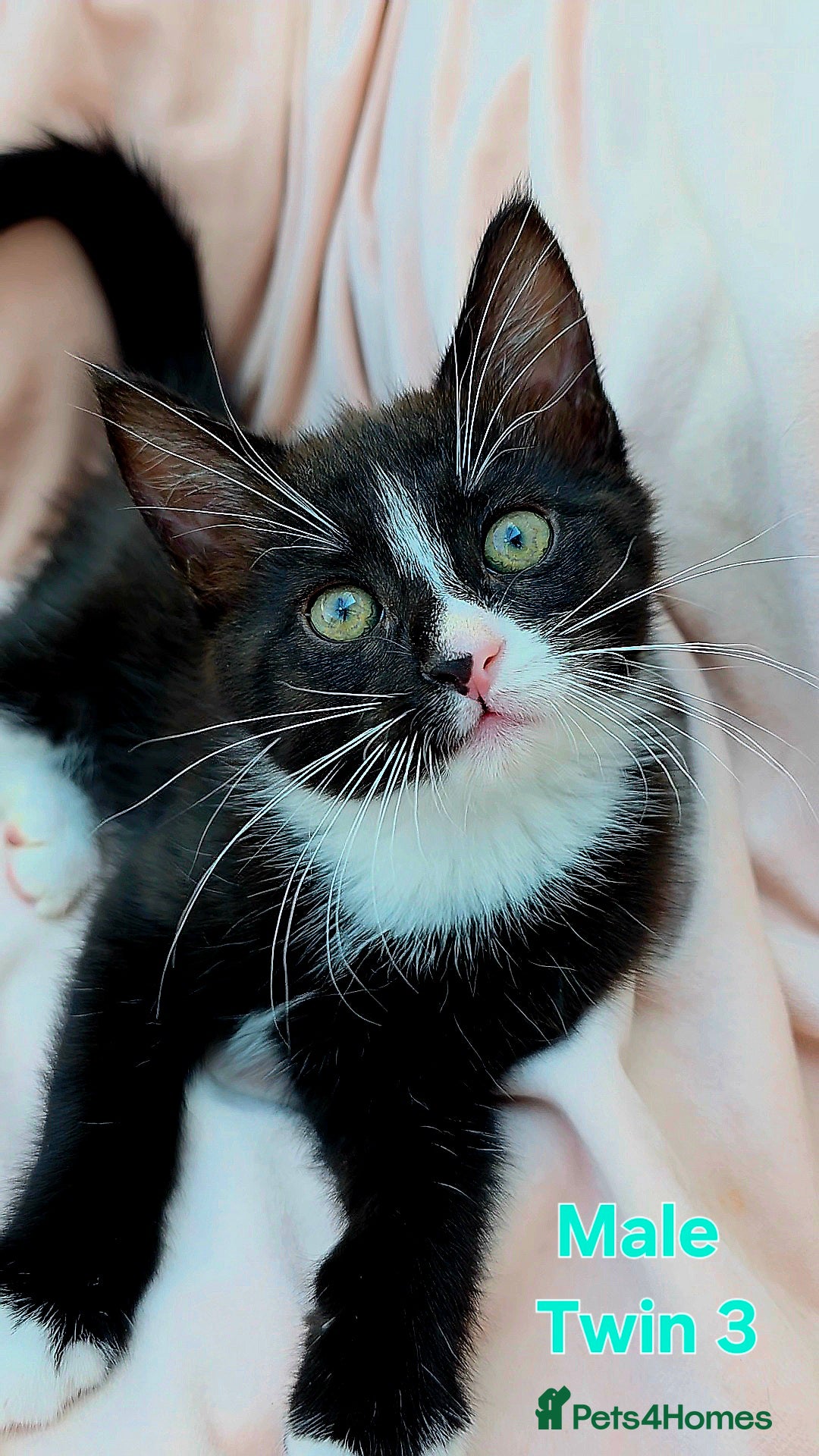 Mixed Breed cats for sale: Maine Coon Cross Kittens Still Available!! - Image 13
