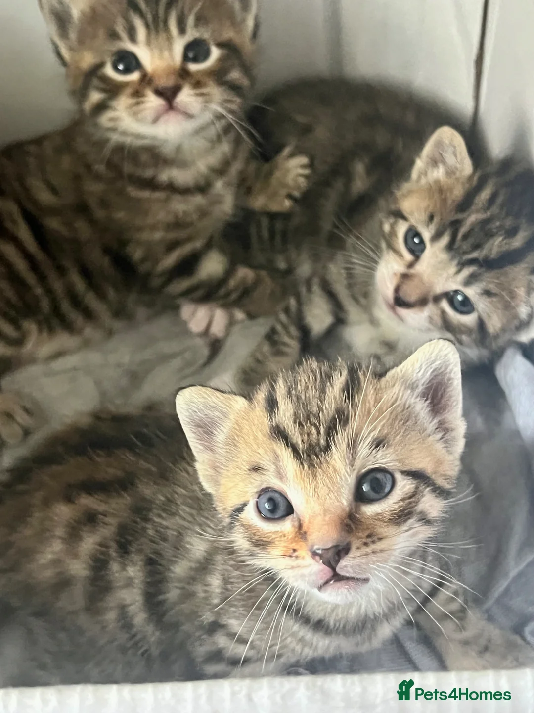 Ragdoll cats for sale: BEAUTIFUL MIX RAGDOLL KITTENS in Reading - Advert 18