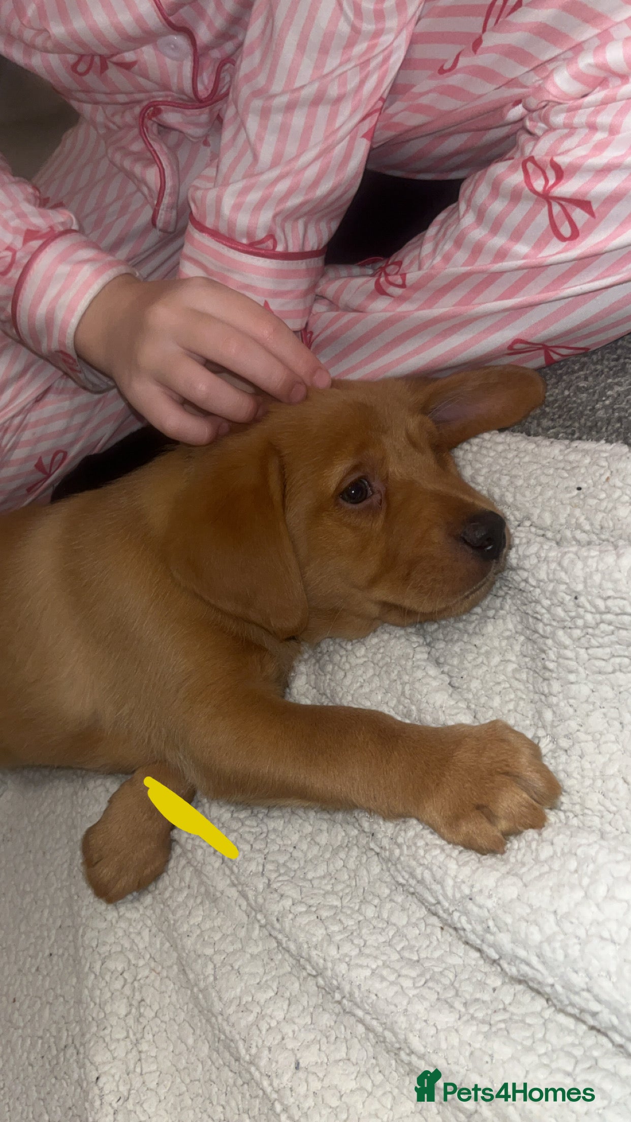 Labrador Retriever dogs Outstanding kc registered champion Labrador dogs  - Advert 14