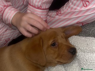 Labrador Retriever dogs Outstanding kc registered champion Labrador dogs - Advert 4