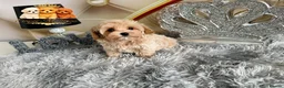 Maltipoo dogs for sale: Tiny teddy Maltipoo- from Asian teddy poodle dad - Advert 10