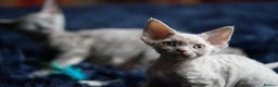 Devon Rex cats for sale: Ravel 💜male Devon Rex ( Reserved) - Advert 3