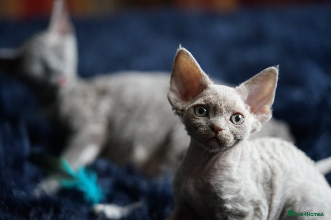 Devon Rex cats for sale: Ravel 💜male Devon Rex ( Reserved) - Advert 3