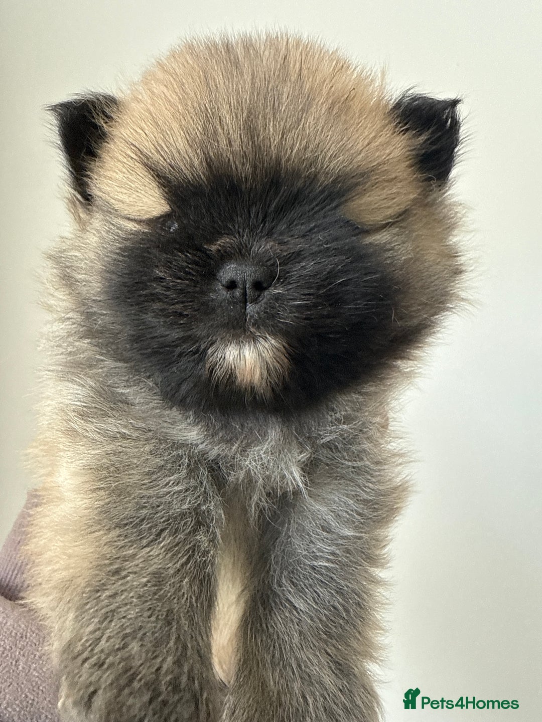 Pomeranian dogs for sale: Gorgeous small Pomeranian puppies 🧸  - Advert 11