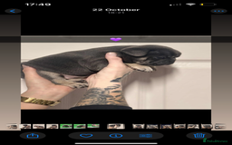 French Bulldog dogs for sale: Beautiful French bulldogs 🐶   - Image 11