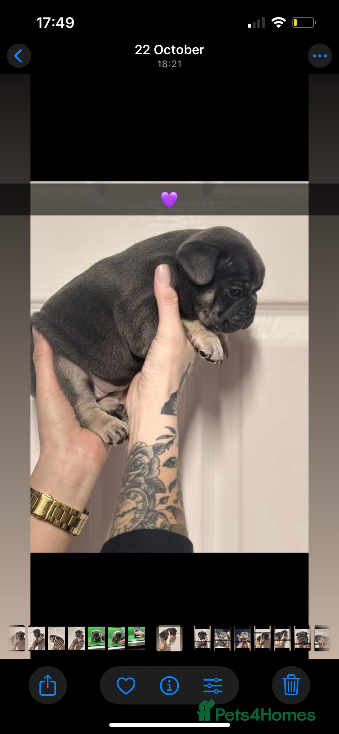 French Bulldog dogs for sale: Beautiful French bulldogs 🐶   - Image 11