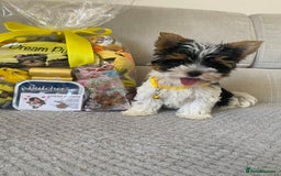Yorkshire Terrier dogs for sale: Beautiful very small xxxs Biewer Yorkshire Terrier - Image 23