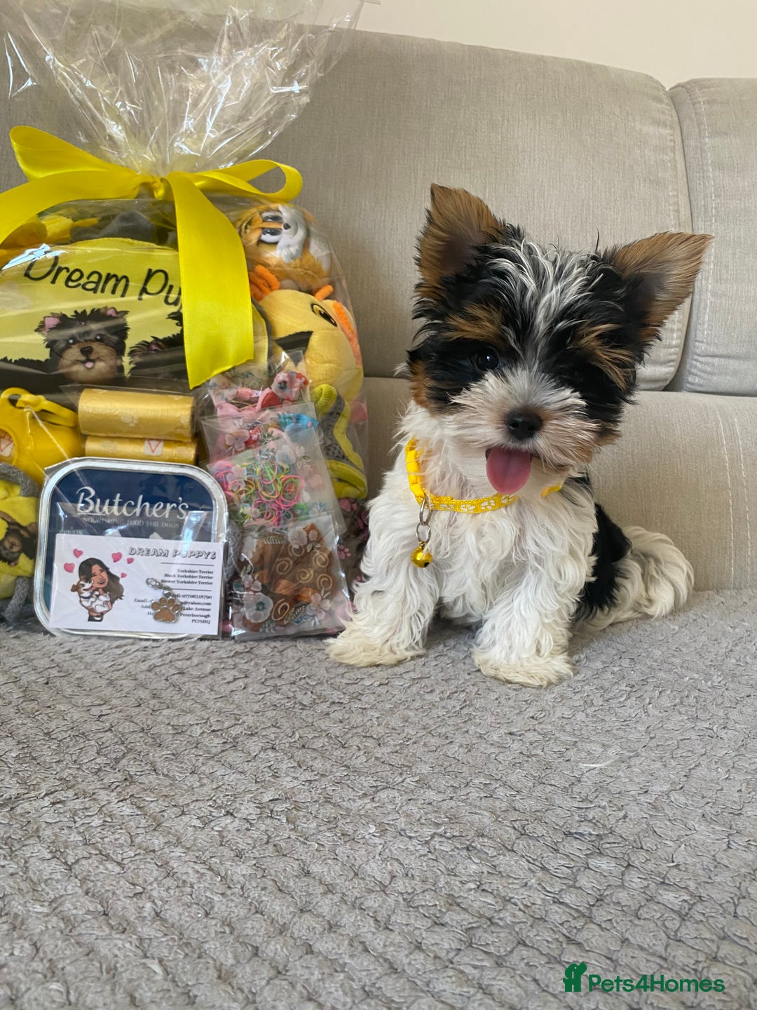 Yorkshire Terrier dogs for sale: Beautiful very small xxxs Biewer Yorkshire Terrier - Image 23