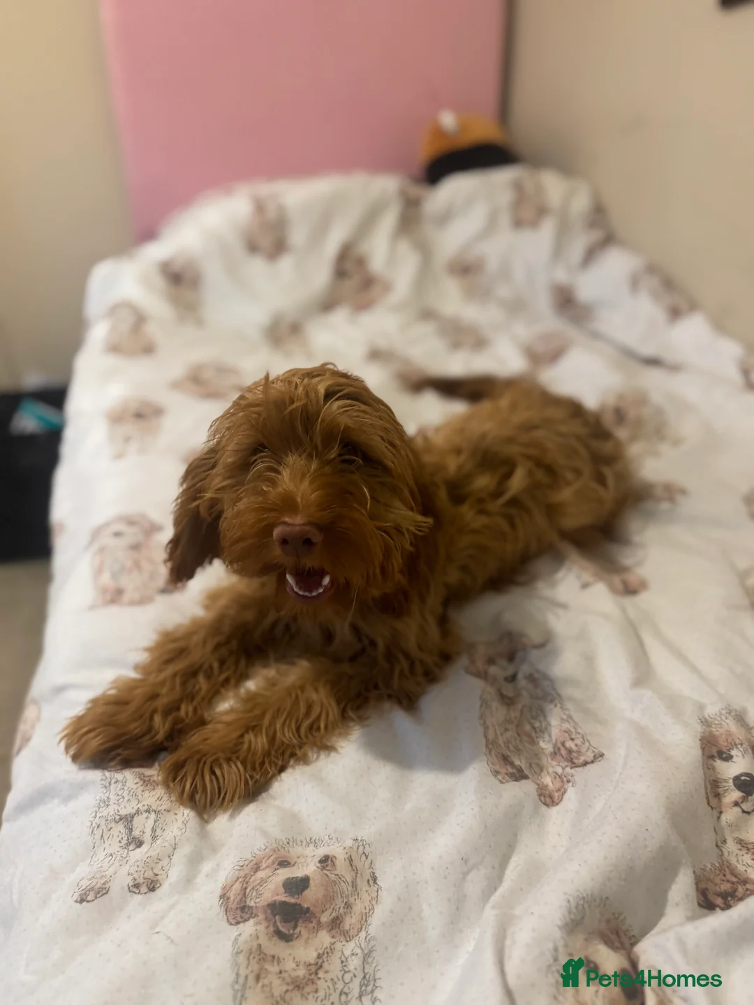 Cockapoo dogs for sale: Super friendly cockerpoo puppy - Advert 2