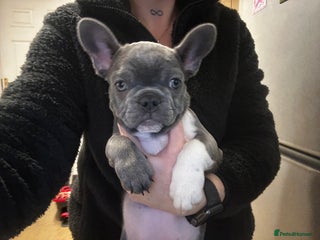 French Bulldog dogs Blue coat French bulldog pup REDUCED!! £650 - Advert 10