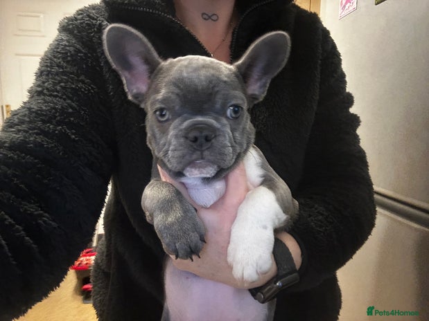 French Bulldog dogs Blue coat French bulldog pup REDUCED!! £650 - Advert 13