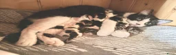 Mixed Breed cats for sale: 5 gorgeous kittens for sale.  - Advert 8