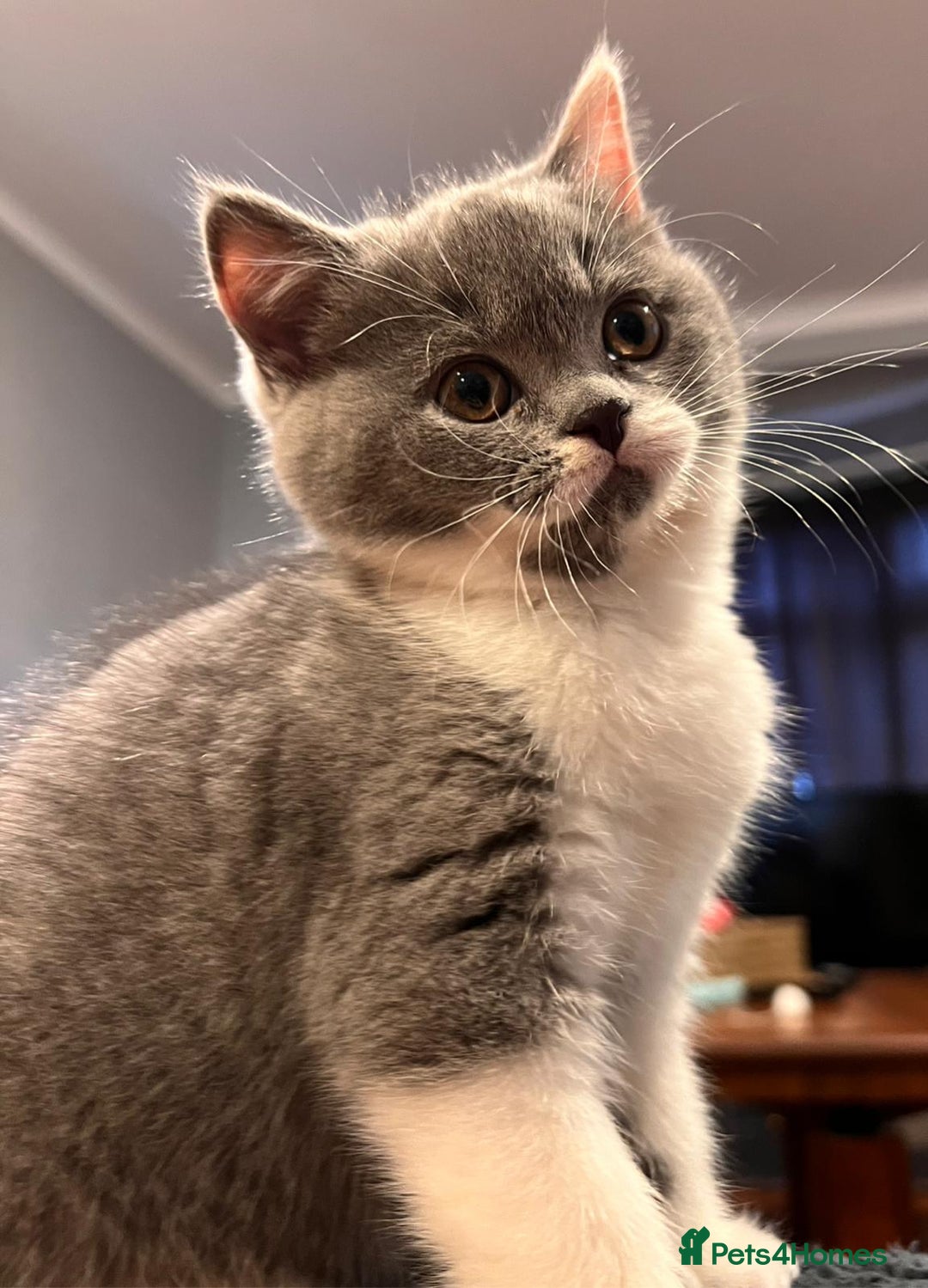 British Shorthair cats for sale: GCCF Registered Championship Line BSH Kittens - Advert 26