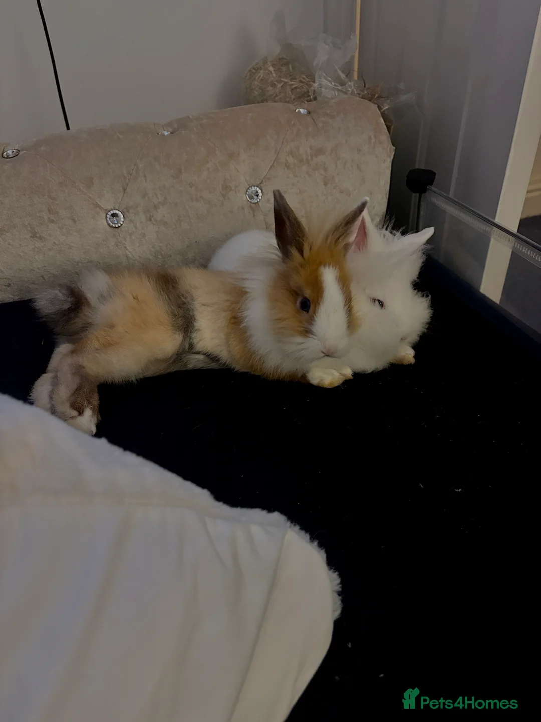 Lionhead rabbits for sale: two friendly rabbits  with a pen,accessories etc  - Advert 2