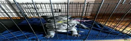 Staffordshire Bull Terrier dogs for sale: Blue Staffordshire bull terrier pups - Advert 5