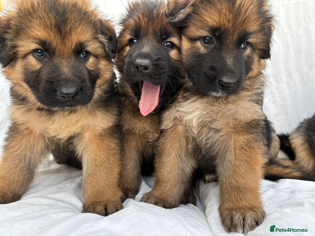 German Shepherd dogs for sale: 4 Stunning German Shepherd Puppies - Image 5