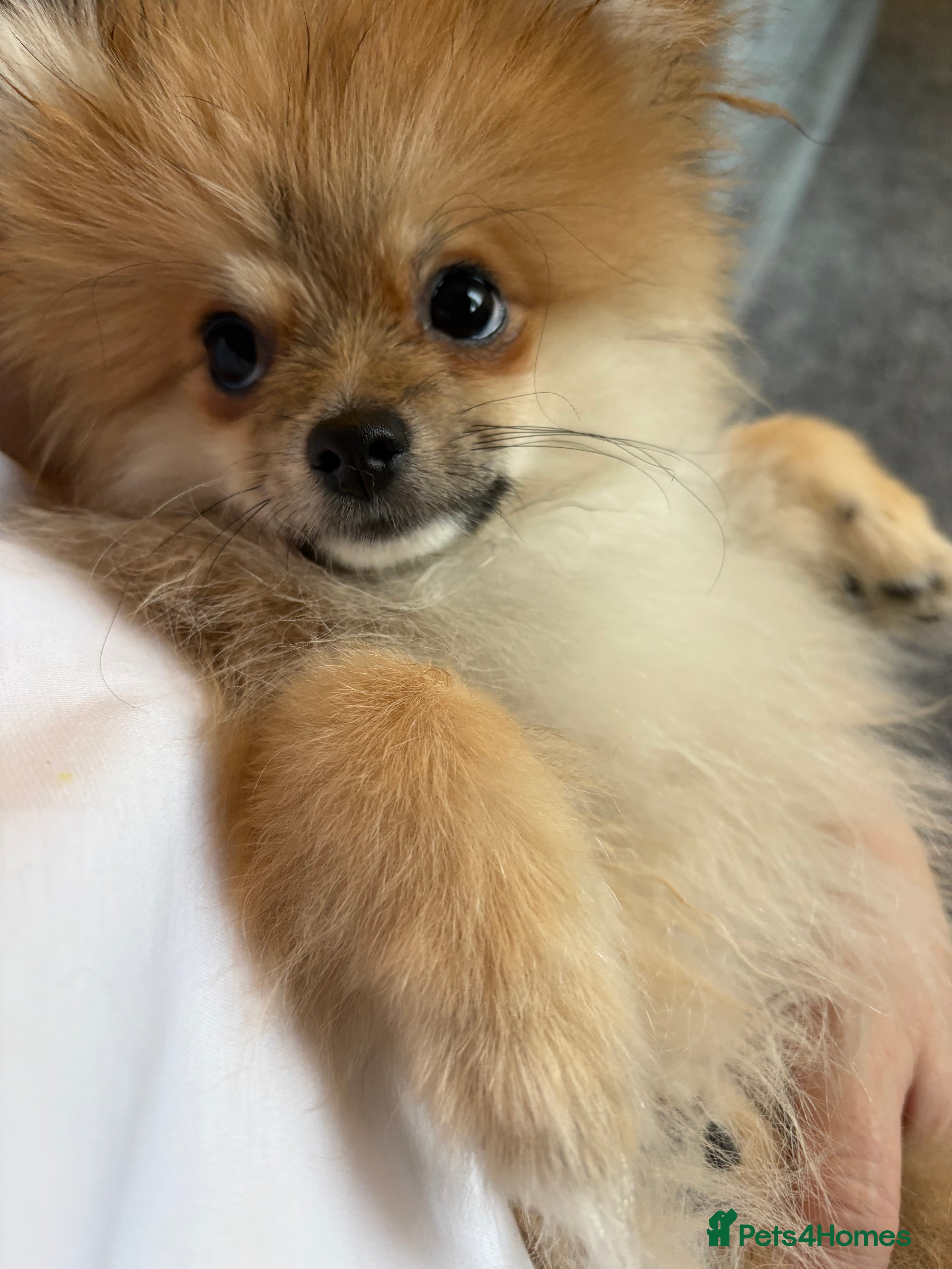 Pomeranian dogs Pomeranian  - Advert 4