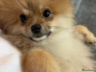 Pomeranian dogs Pomeranian - Advert 11