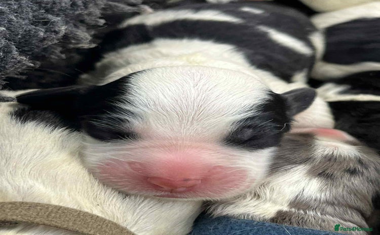 Sheepadoodle dogs - Advert 3