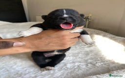 Akita dogs for sale: Akita puppies  - Image 10