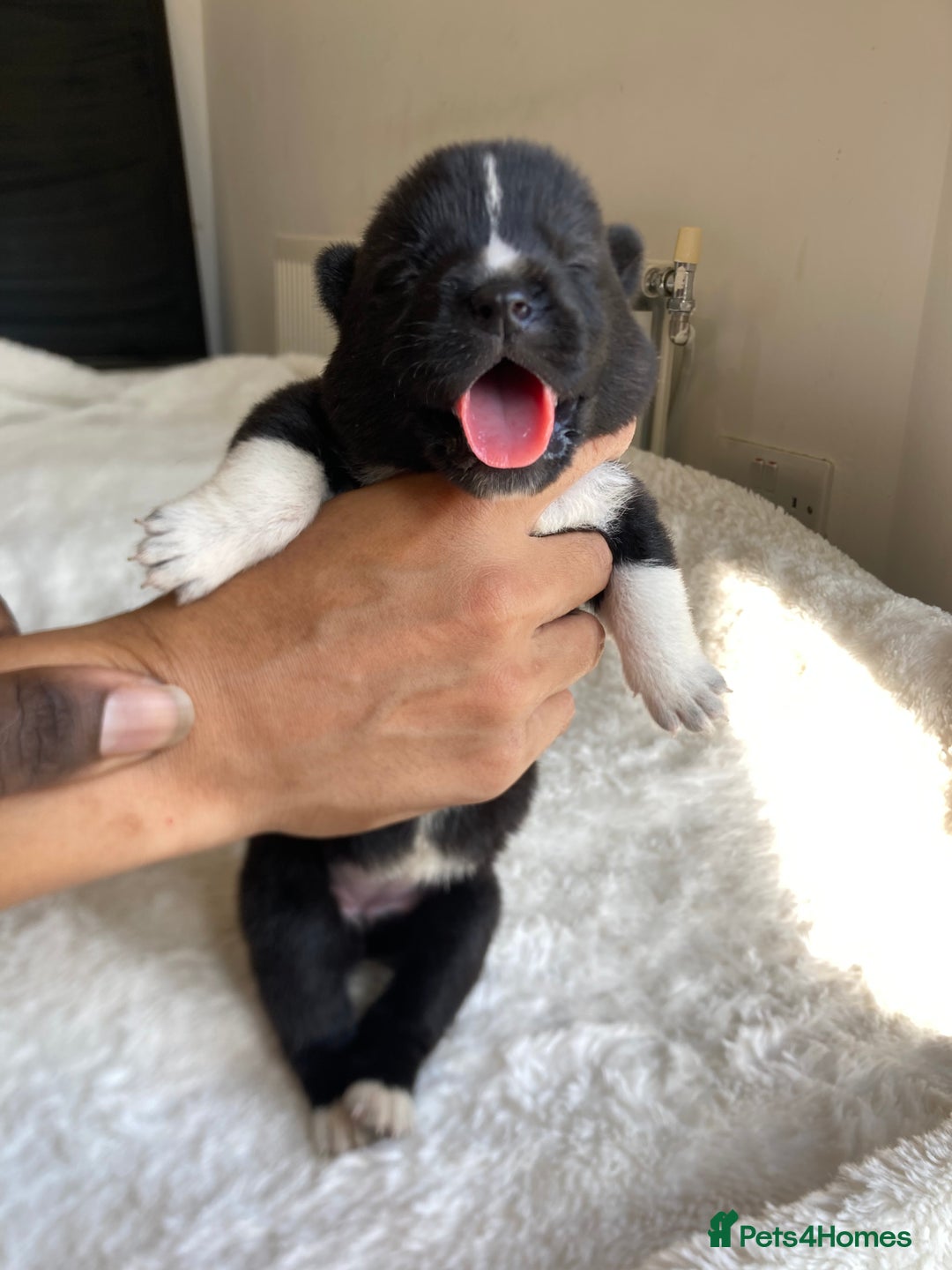Akita dogs for sale: Akita puppies  - Image 10