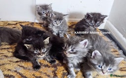 Maine Coon cats for sale: Quality Maine Coon kittens TICA registered  - Image 1