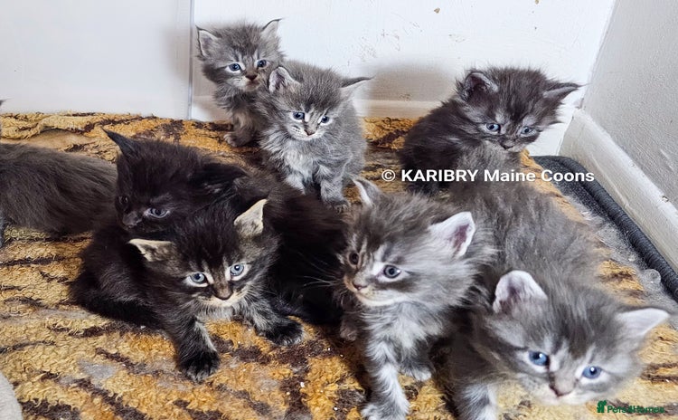 Maine Coon cats - Advert 7