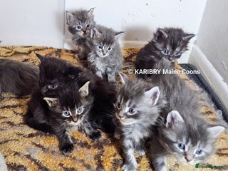 Maine Coon cats - Advert 3