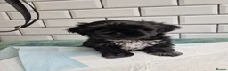 Shih Tzu dogs for sale: Imperial shih tzu male  - Advert 4