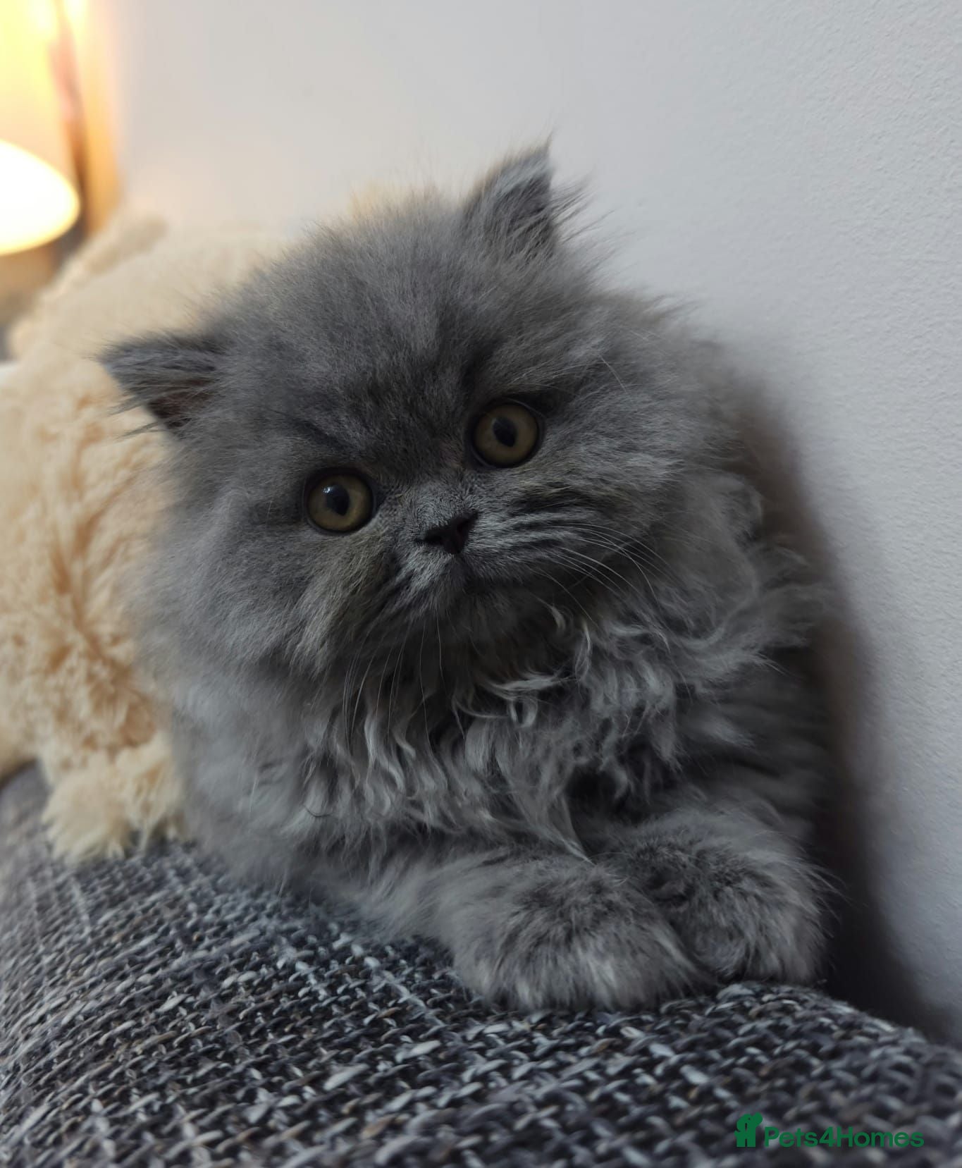 British Longhair cats for sale: ✨️Ready Now | FREE DELIVERY 🚗 - Advert 2