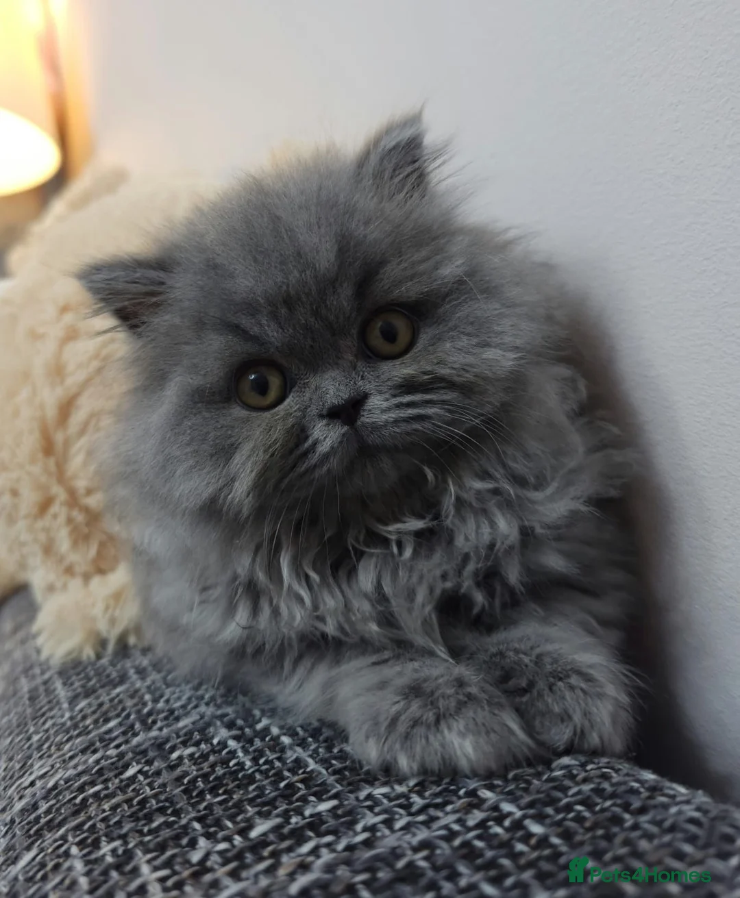 British Longhair cats for sale: ✨️Ready Now | FREE DELIVERY 🚗 - Advert 1